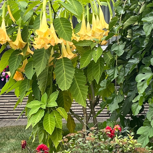 Meet your Posher, Elena - Picture 1 of 1